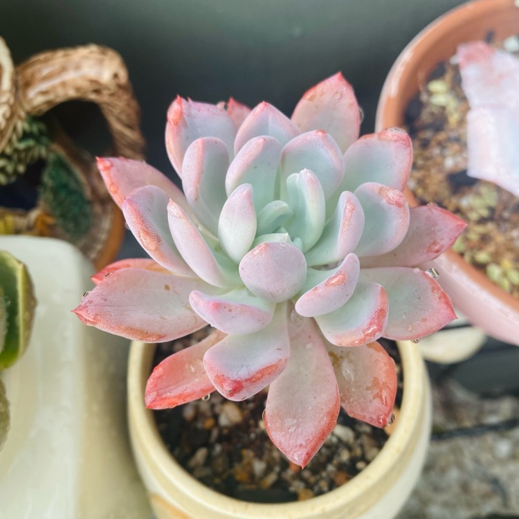 Plant image xGraptoveria Orange Sherbet