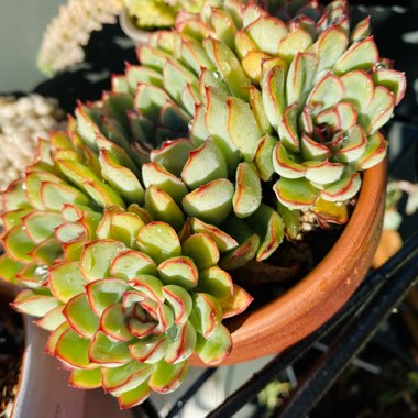 Echeveria Pulidonis