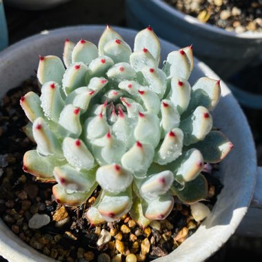 Echeveria cuspidata var. 'Zaragozae' White Form