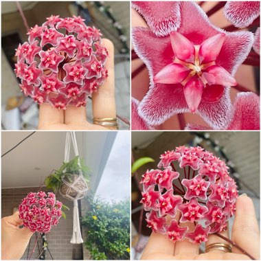 Hoya Pubicalyx