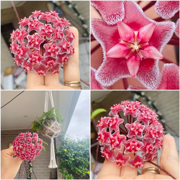 Plant image Hoya Pubicalyx