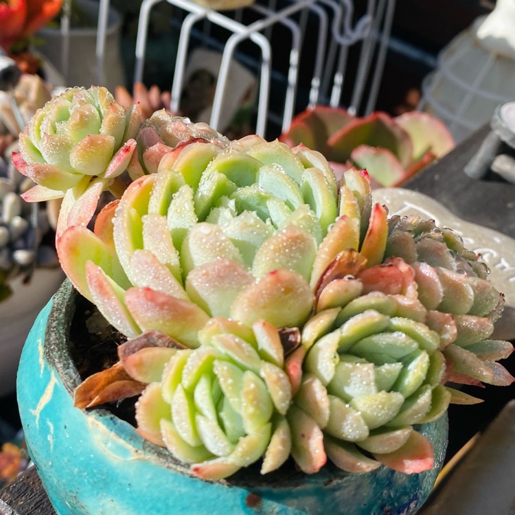 Plant image Echeveria Elegans Berry