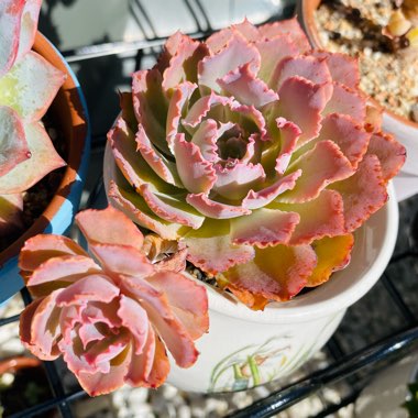 Echeveria Neon Breakers