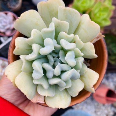 Echeveria Cubic Frost