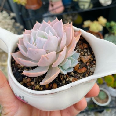 Echeveria Desmetiana v. Peacocki