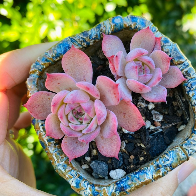 Plant image Echeveria Laulensis