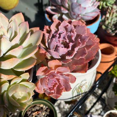 Echeveria Neon Breakers