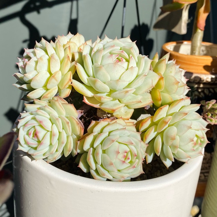 Plant image Echeveria Captain Hay