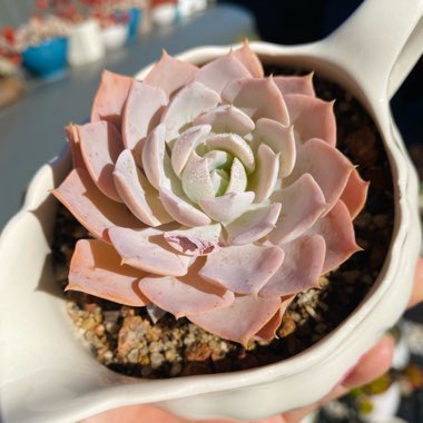 Echeveria Desmetiana v. Peacocki