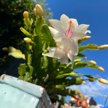 Schlumbergera truncata Livia