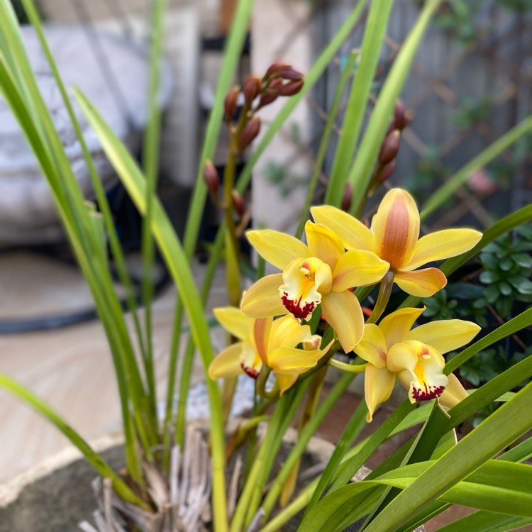 Plant image Cymbidium lowianum