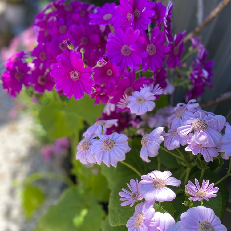 Plant image Cineraria cruentus syn Senecio cruentus