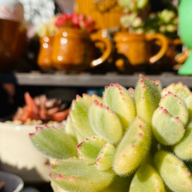 Cotyledon tomentosa Variegata