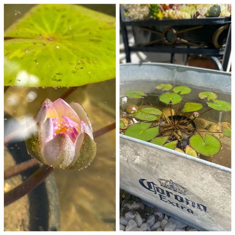 Plant image Nymphaea nouchali