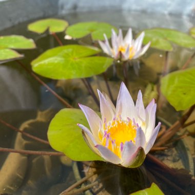 Purple Water Lily