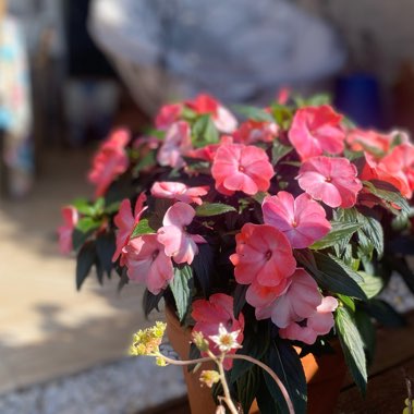 New Guinea Impatiens