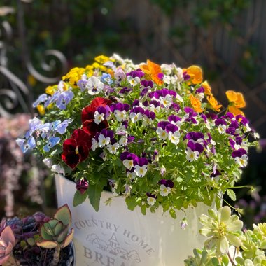 Pansy 'Sorbet Orange Jump Up'