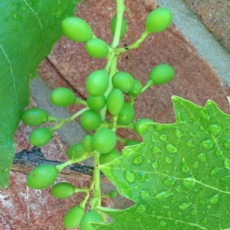 Vitis