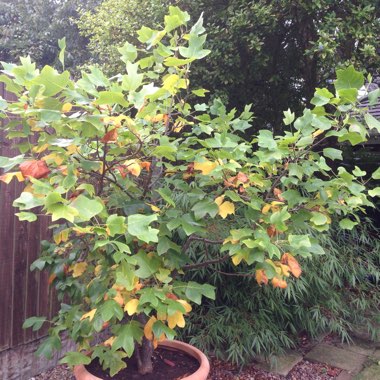 Liriodendron tulipifera