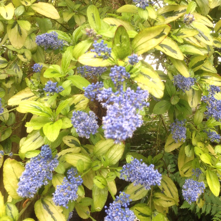 Plant image Ceanothus 'Pershore Zanzibar' syn. Ceanothus 'Zanzibar', Ceanothus thyrsiflorus 'Zanzibar'