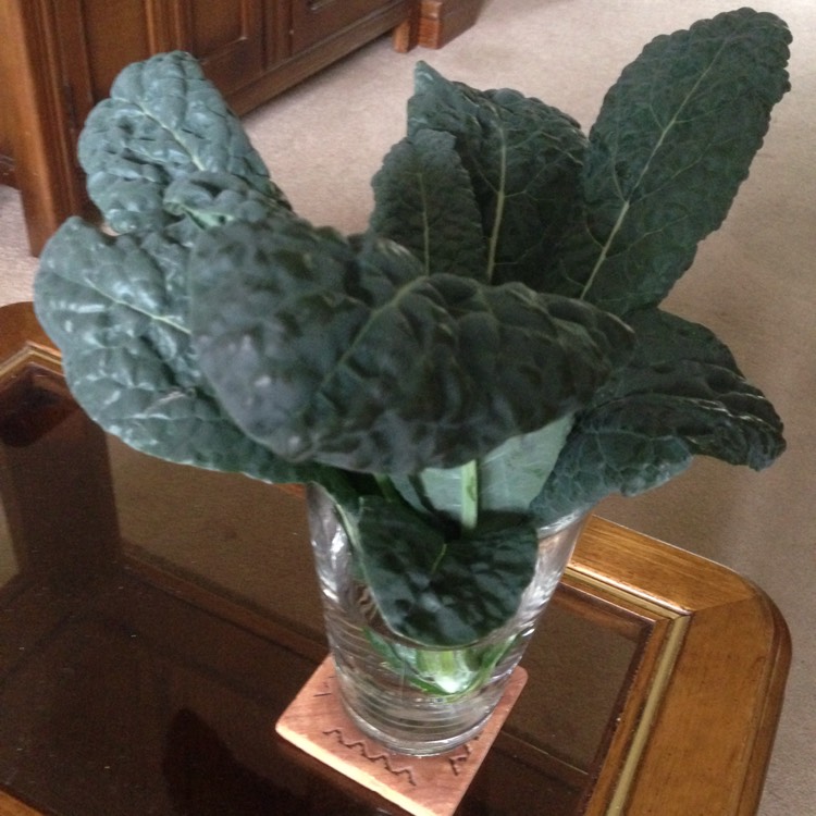 Plant image Brassica oleracea (Acephala Group) 'Nero di Toscana'