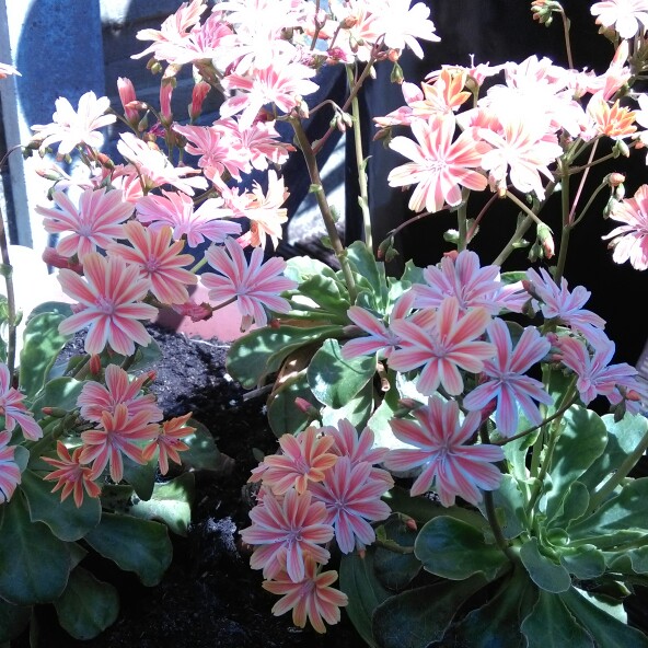 Plant image Lewisia Cotyledon 'Beckneri'