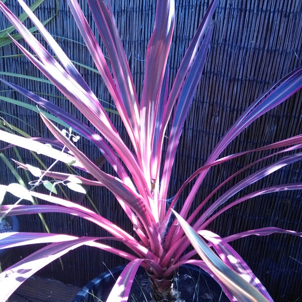 Plant image Cordyline australis 'Pink Passion'