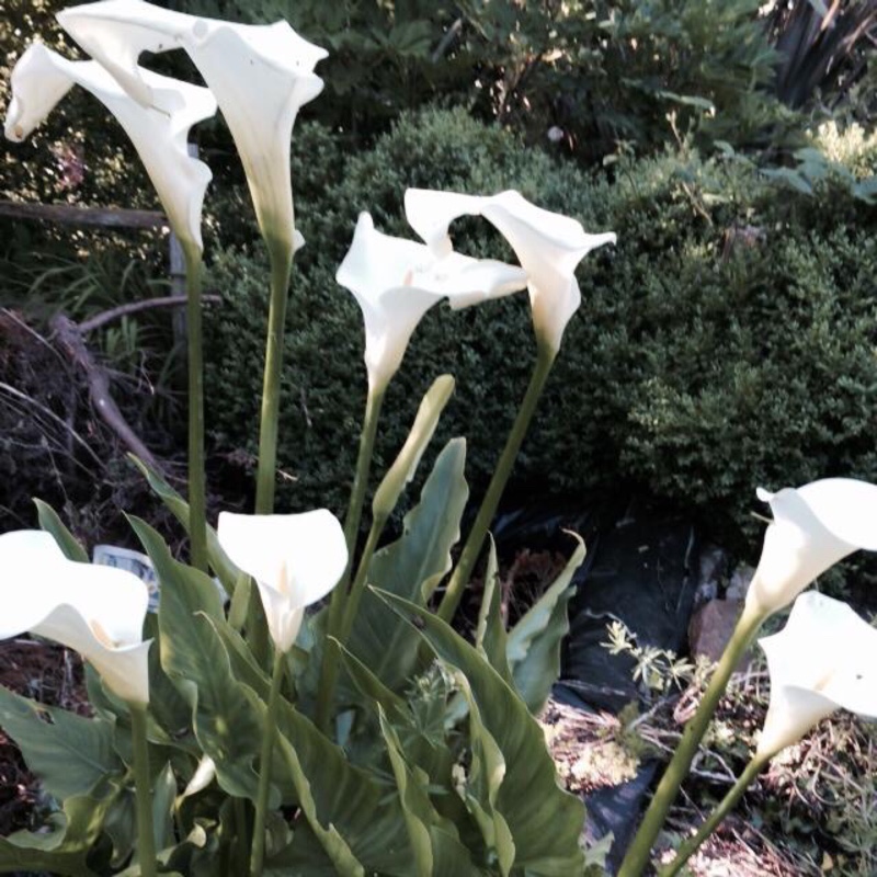 Plant image Canna 'Wyoming'