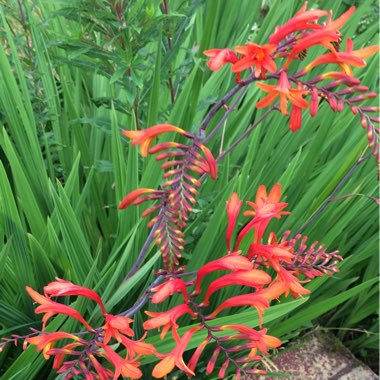 Montbretia