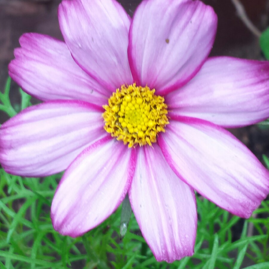 Cosmea