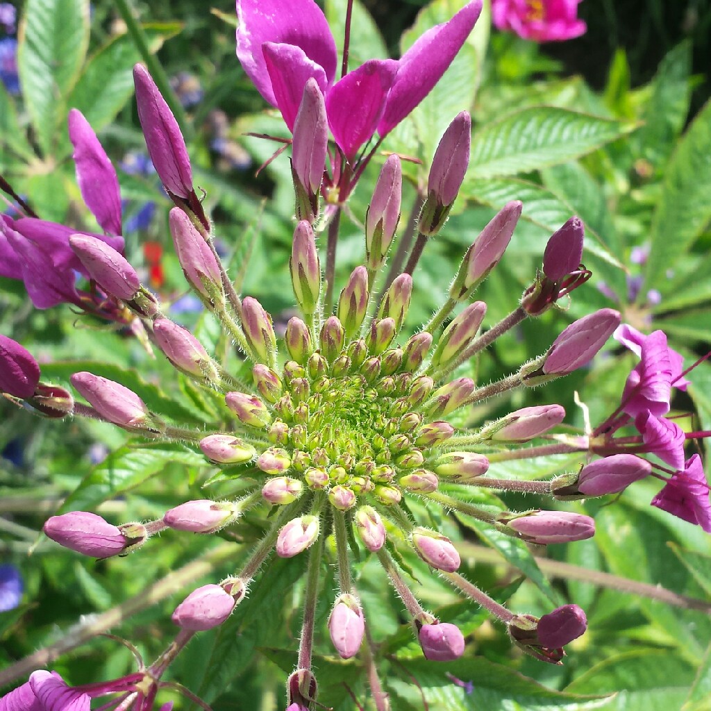 Plant image Cleome hasslerania syn. C. spinosa 'White Queen'