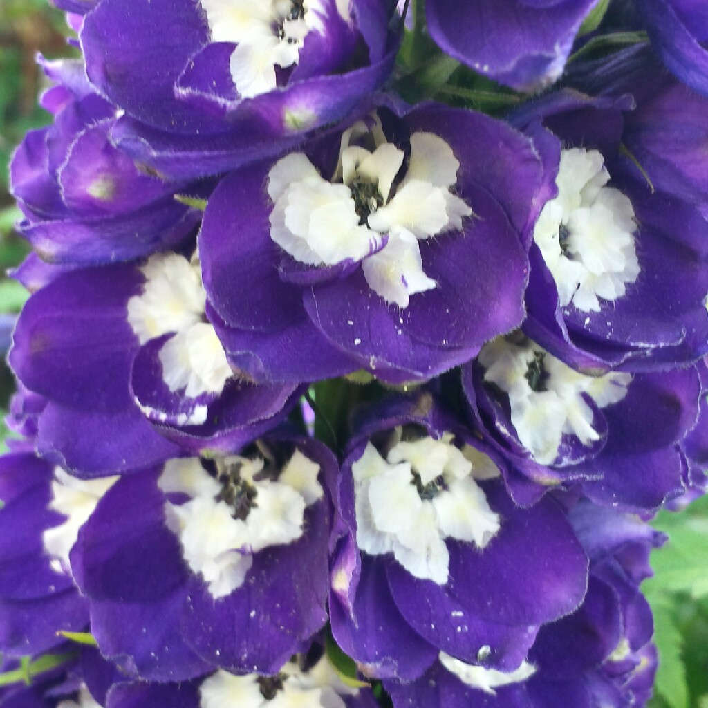 Delphinium elatum 'Fenella'