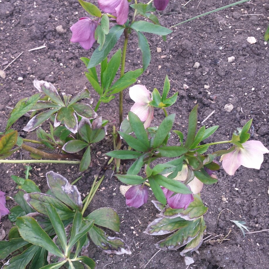 Plant image Helleborus x hybridus 'Queen Of The Night' (Queen Series)