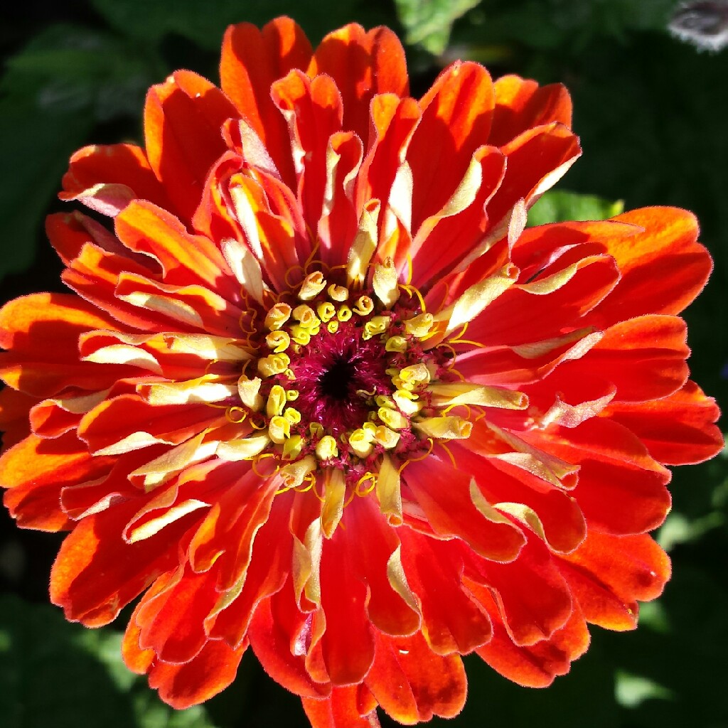 Zinnia elegans