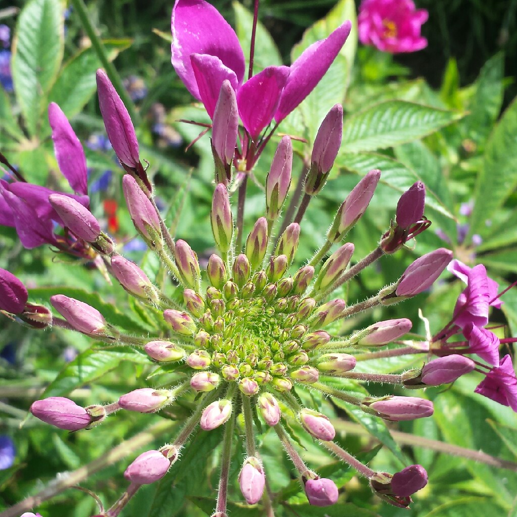 Cleome hasslerania syn. C. spinosa 'White Queen'