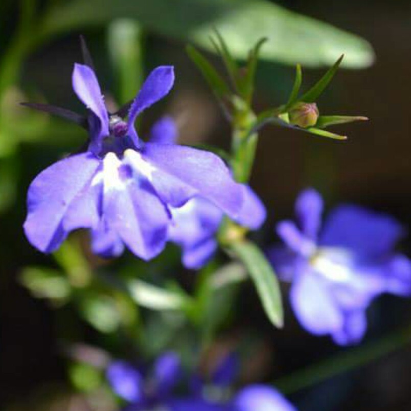 Plant image Lobelia Erinus 'Cambridge Blue'