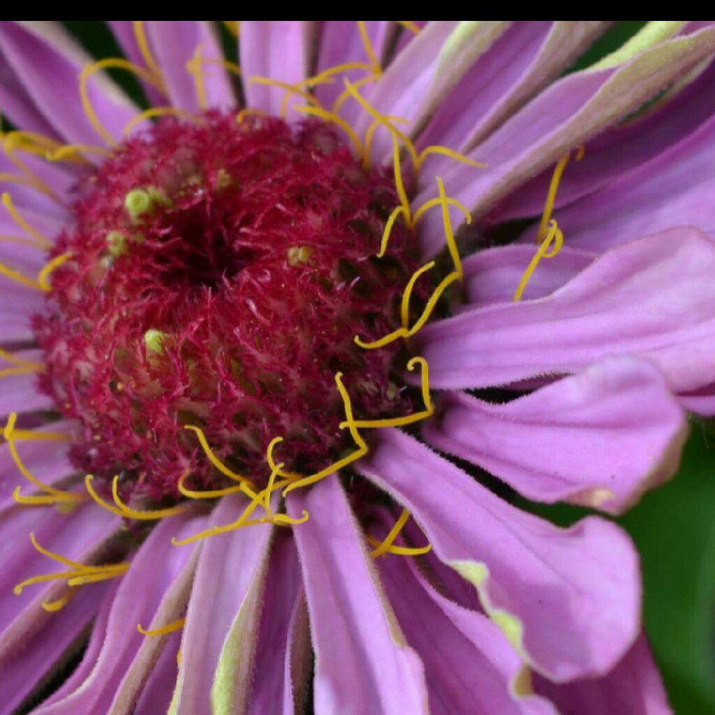 Zinnia elegans