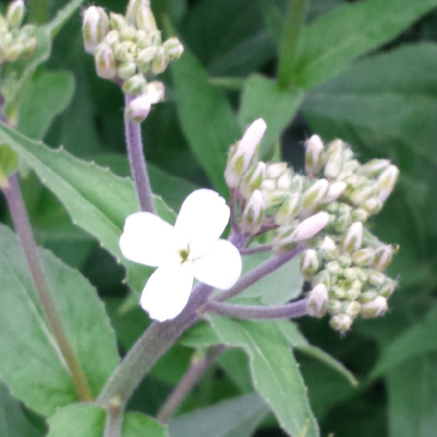 Plant image Hesperis matronalis Crown Mixed