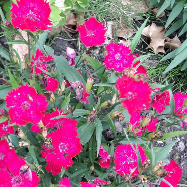 Plant image Dianthus 'Devon Xera 'Firestar'