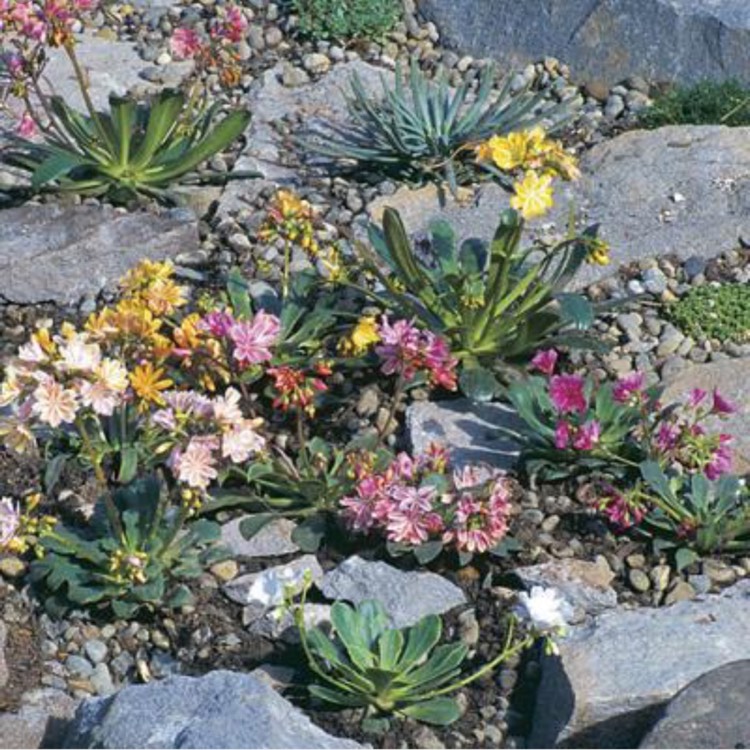 Plant image Lewisia 'Little Peach' (Little Series)