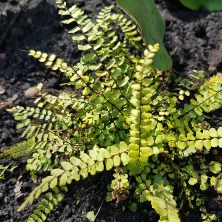 Plant image Asplenium trichomanes