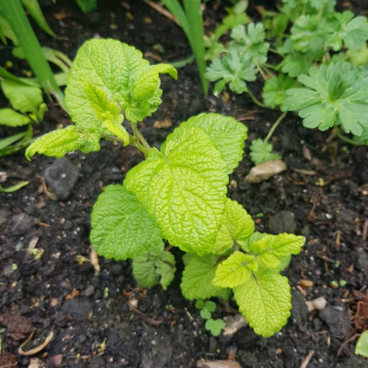 Plant image Melissa officinalis 'Aurea'