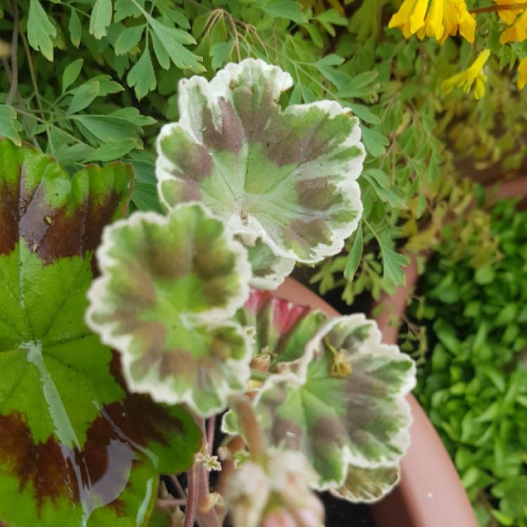 Plant image Pelargonium 'Frank Headley'