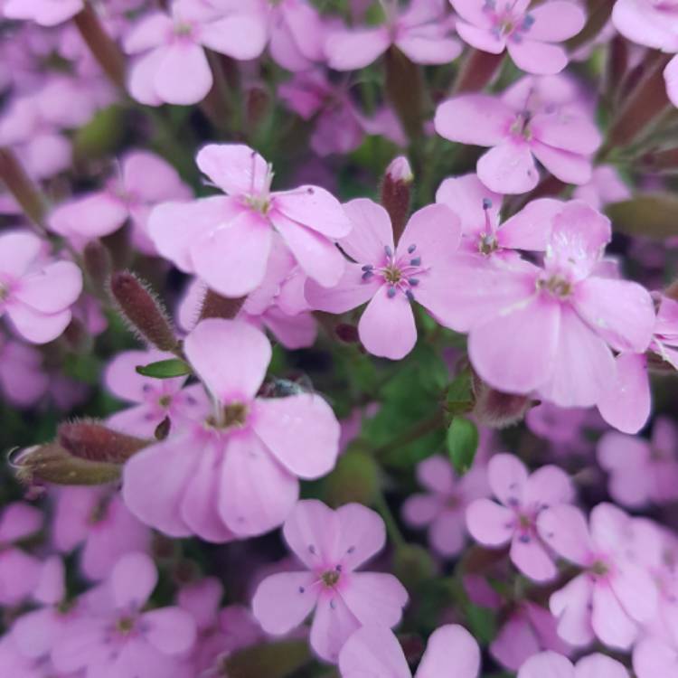 Plant image Saponaria ocymoides syn. Silene ocymoides