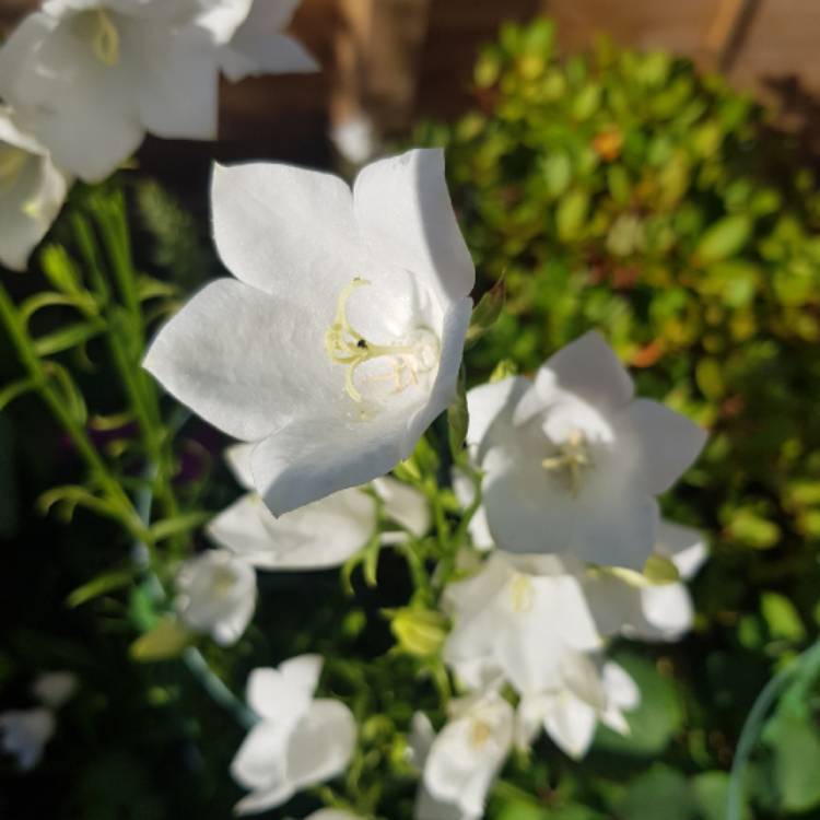 Plant image Campanula cochleariifolia 'Swinging Bells White'