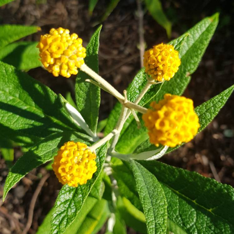 Plant image Buddleja globosa