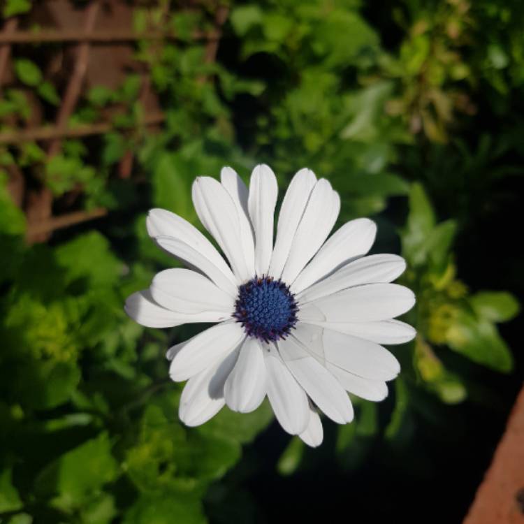 Plant image Osteospermum 'Sky & Ice'