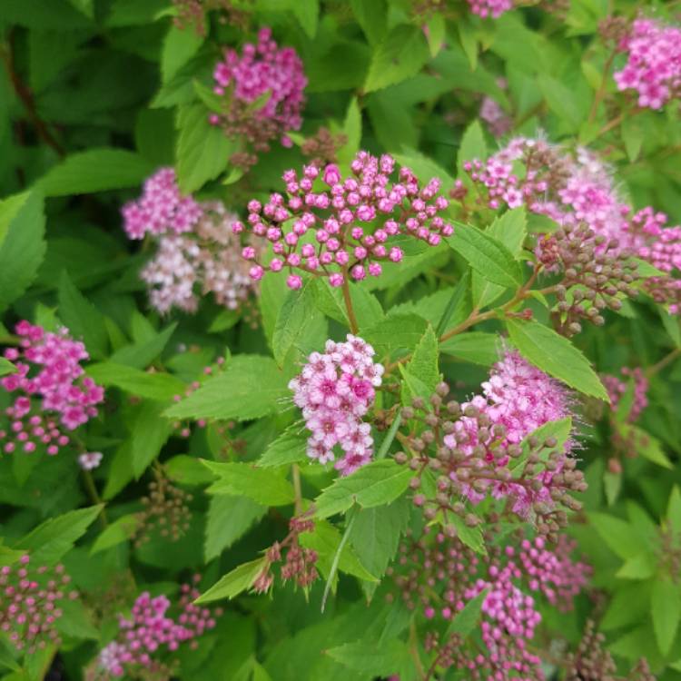 Plant image Spiraea japonica 'Candlelight'