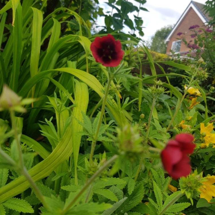 Plant image Potentilla x cultorum 'Flamenco'