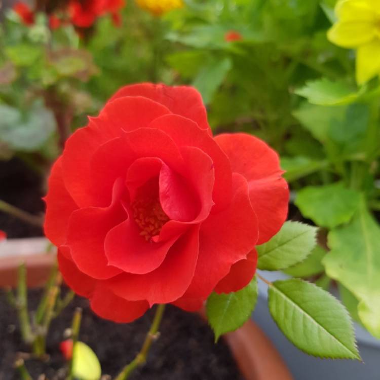 Plant image Rosa 'Ausdir' syn. Rosa 'Tradescant'